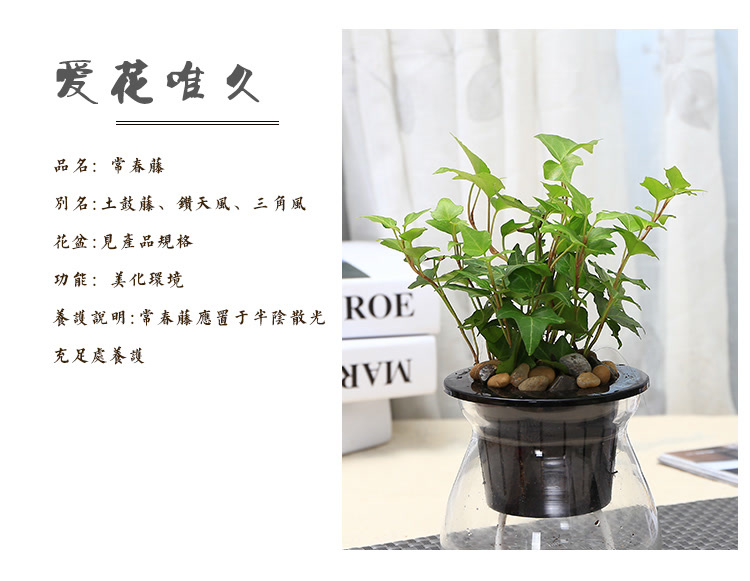 室内绿植盆栽除甲醛 mall_58120b3bf6882e43376c49ae_1x1.jpg